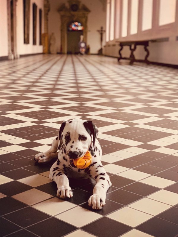 Thagaste - Augustijnen Klooster in Gent