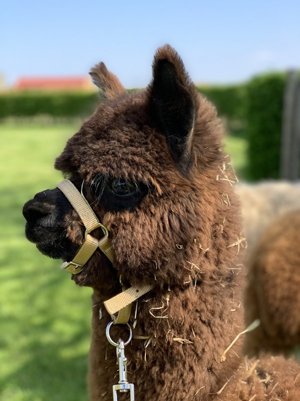 alpaca wandelingen teambuilding activiteit