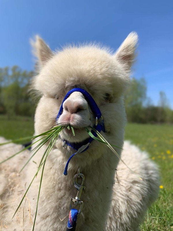 Alpaca wandelingen teambuilding activiteit