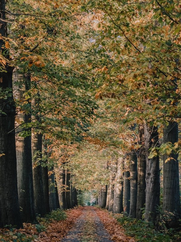 oprit dreef Villa Parkbos