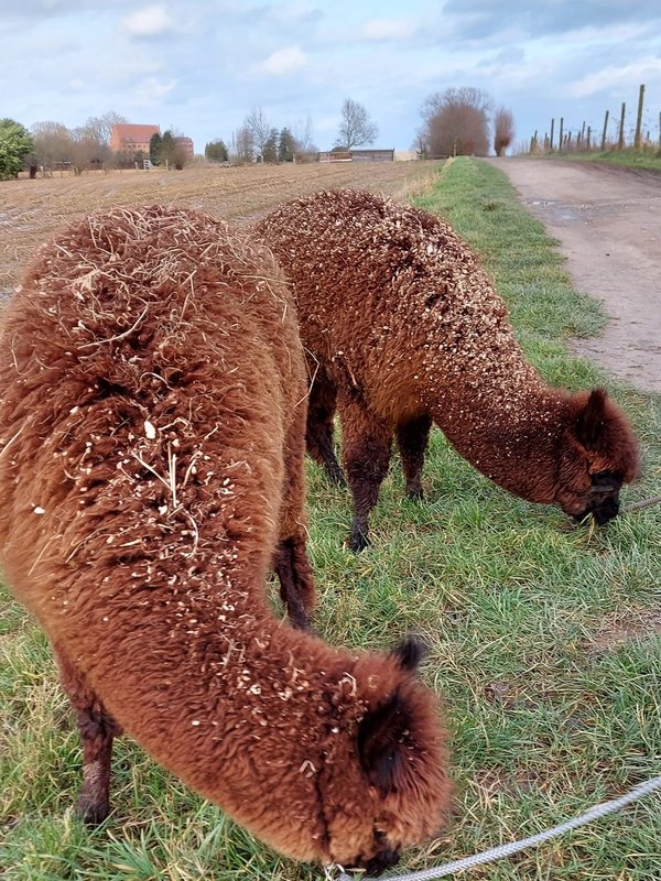 Alpaz alpacawandelingen erembodegem