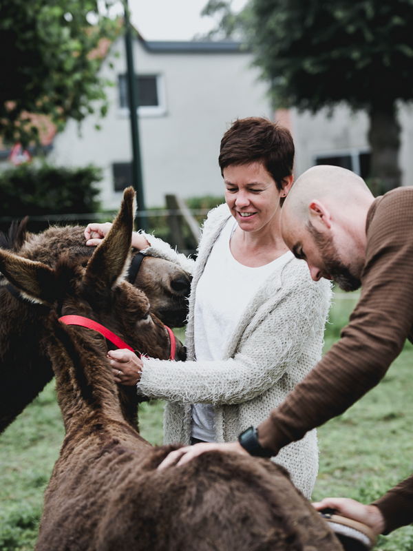 Een van de ezels bij de gEzel in Aalter
