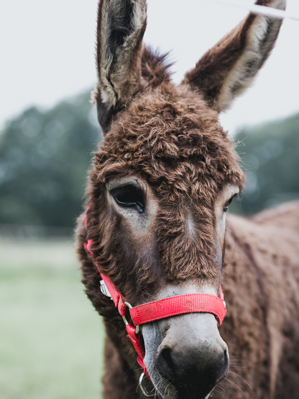 Een van de ezels van de gEzel